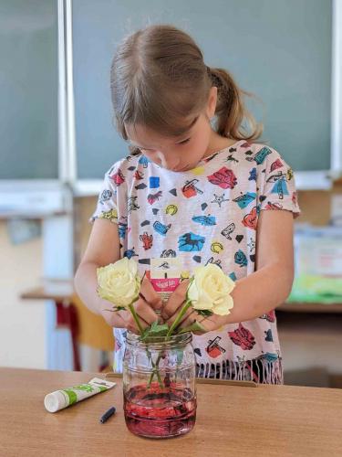 Experiment_Pflanzen trinken