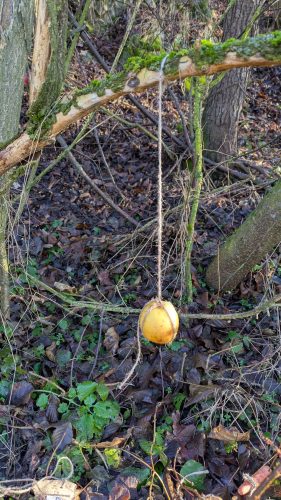 Waldtag-Dezember 2025