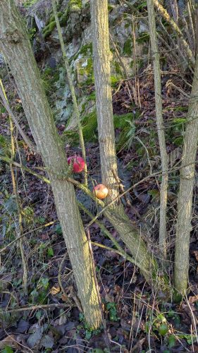 Waldtag-Dezember 2025